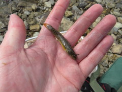Etheostoma crossopterum
