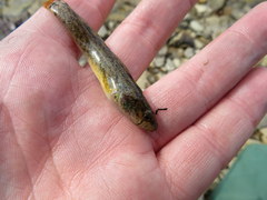 Etheostoma crossopterum