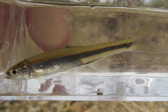 Lythrurus umbratilis