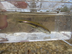 Lythrurus umbratilis