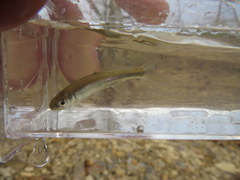 Lythrurus umbratilis