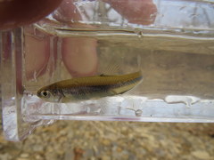 Lythrurus umbratilis