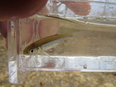 Lythrurus umbratilis