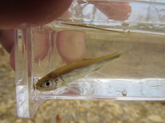 Lythrurus umbratilis