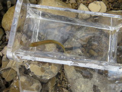 Lythrurus umbratilis