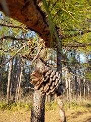 Pinus serotina