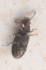 Berginus nigricolor