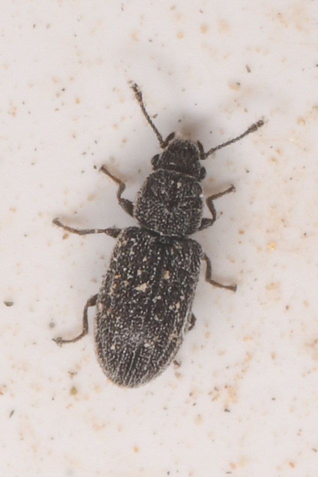 Berginus nigricolor