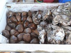 Megapitaria squalida