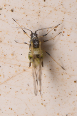 Eucarazzia elegans