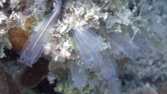 Rhopalaea