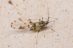 Eucarazzia elegans