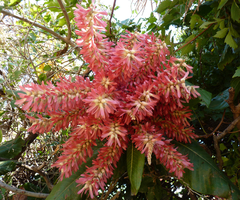 Triplaris americana