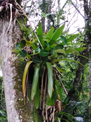 Vriesea philippocoburgi