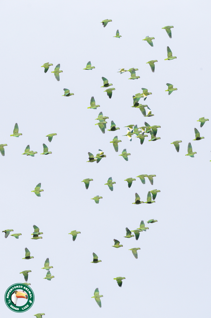 Short-tailed Parrot