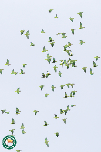 Short-tailed Parrot