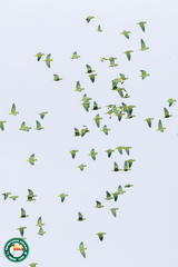 Graydidascalus brachyurus