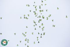 Graydidascalus brachyurus