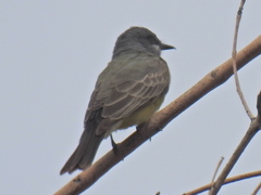 Tyrannus vociferans