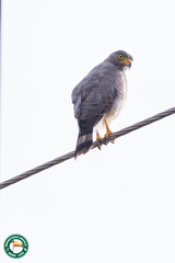 Rupornis magnirostris