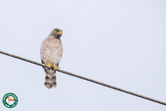 Rupornis magnirostris