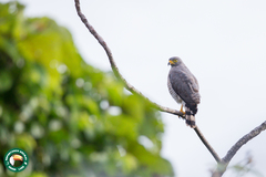 Rupornis magnirostris magnirostris