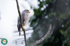 Rupornis magnirostris magnirostris