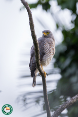 Rupornis magnirostris magnirostris