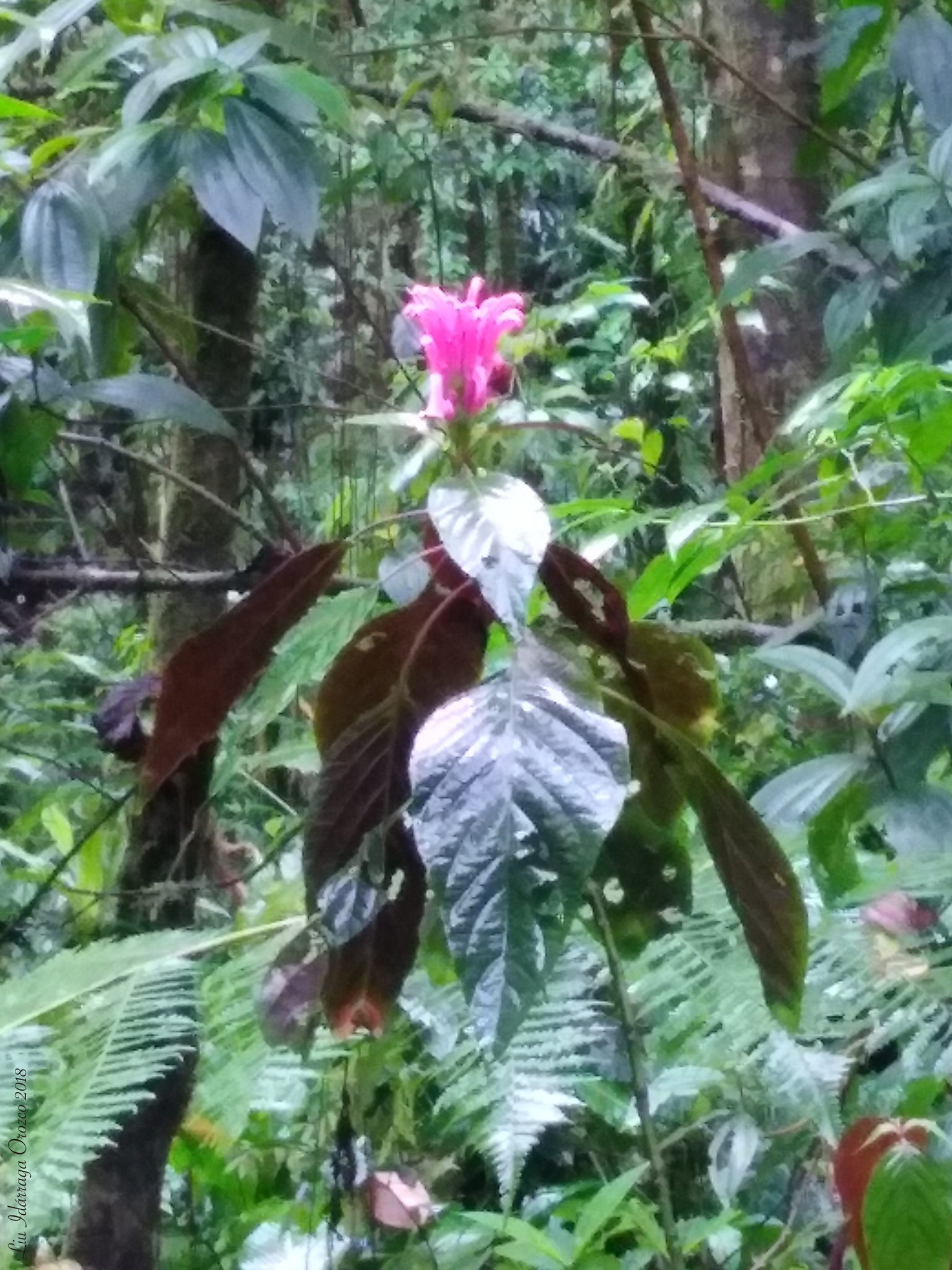 Justicia carnea