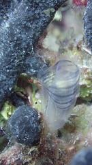 Rhopalaea circula