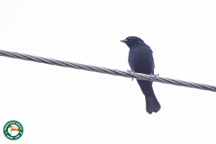 Molothrus bonariensis