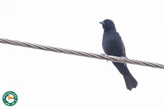 Molothrus bonariensis
