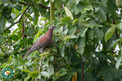 Patagioenas cayennensis