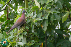 Patagioenas cayennensis