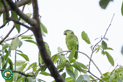 Graydidascalus brachyurus