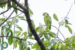 Graydidascalus brachyurus