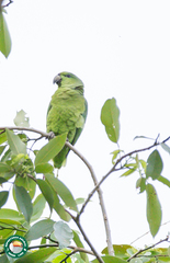 Graydidascalus brachyurus