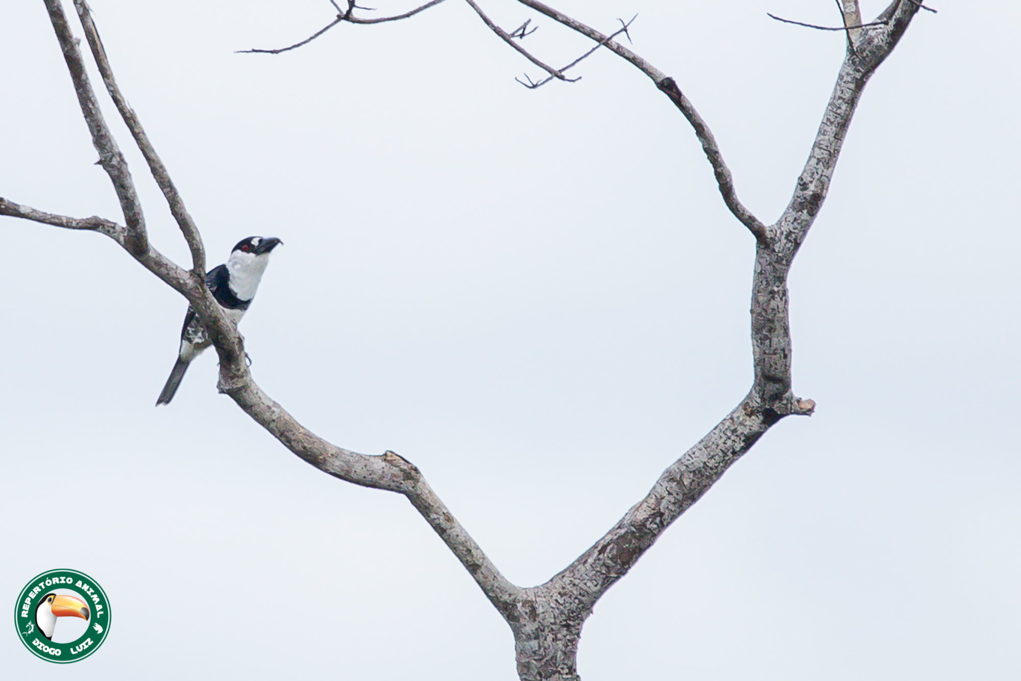 Guianan Puffbird (Notharchus macrorhynchos), photo 3