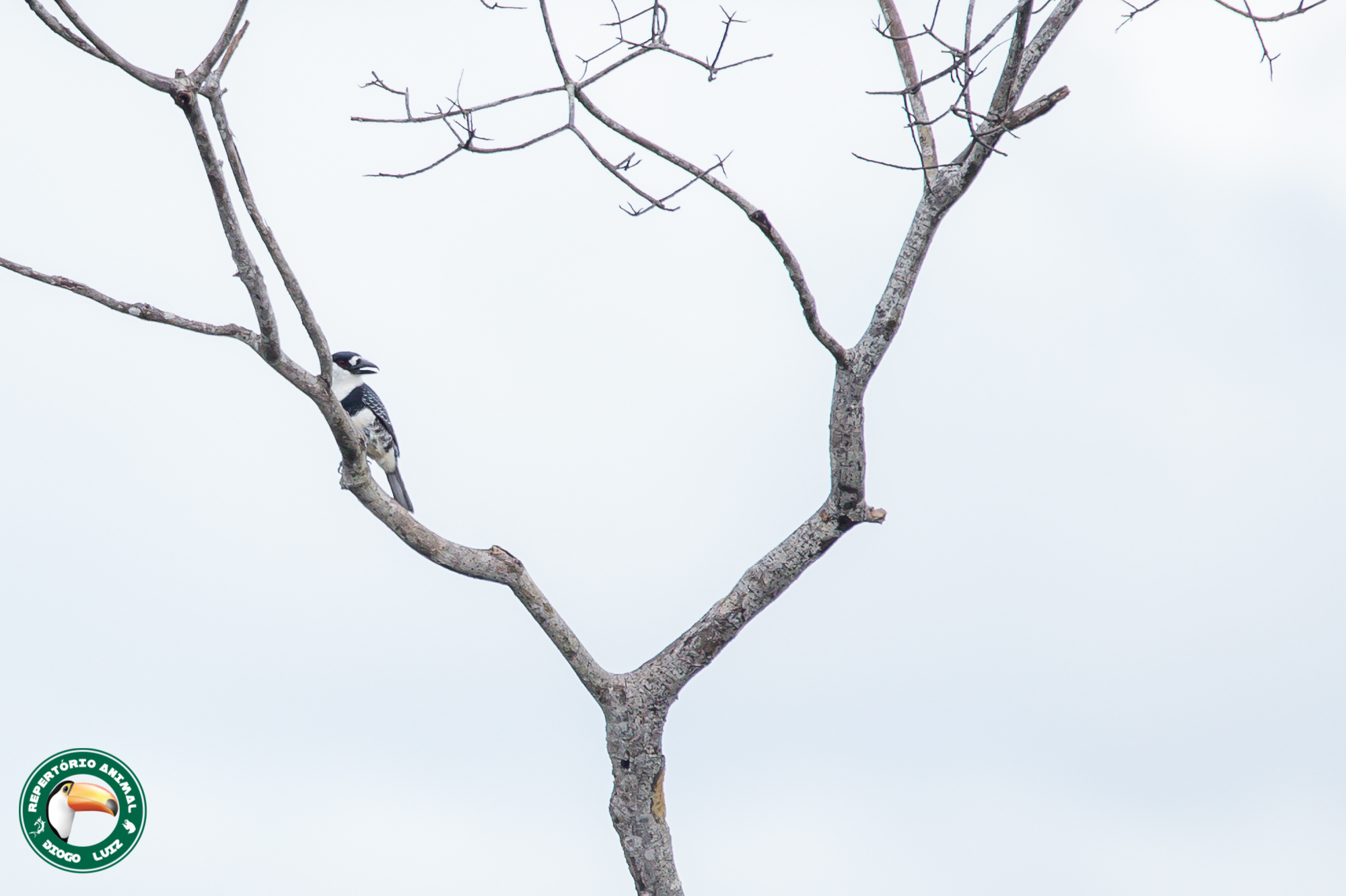 Guianan Puffbird (Notharchus macrorhynchos), photo 4