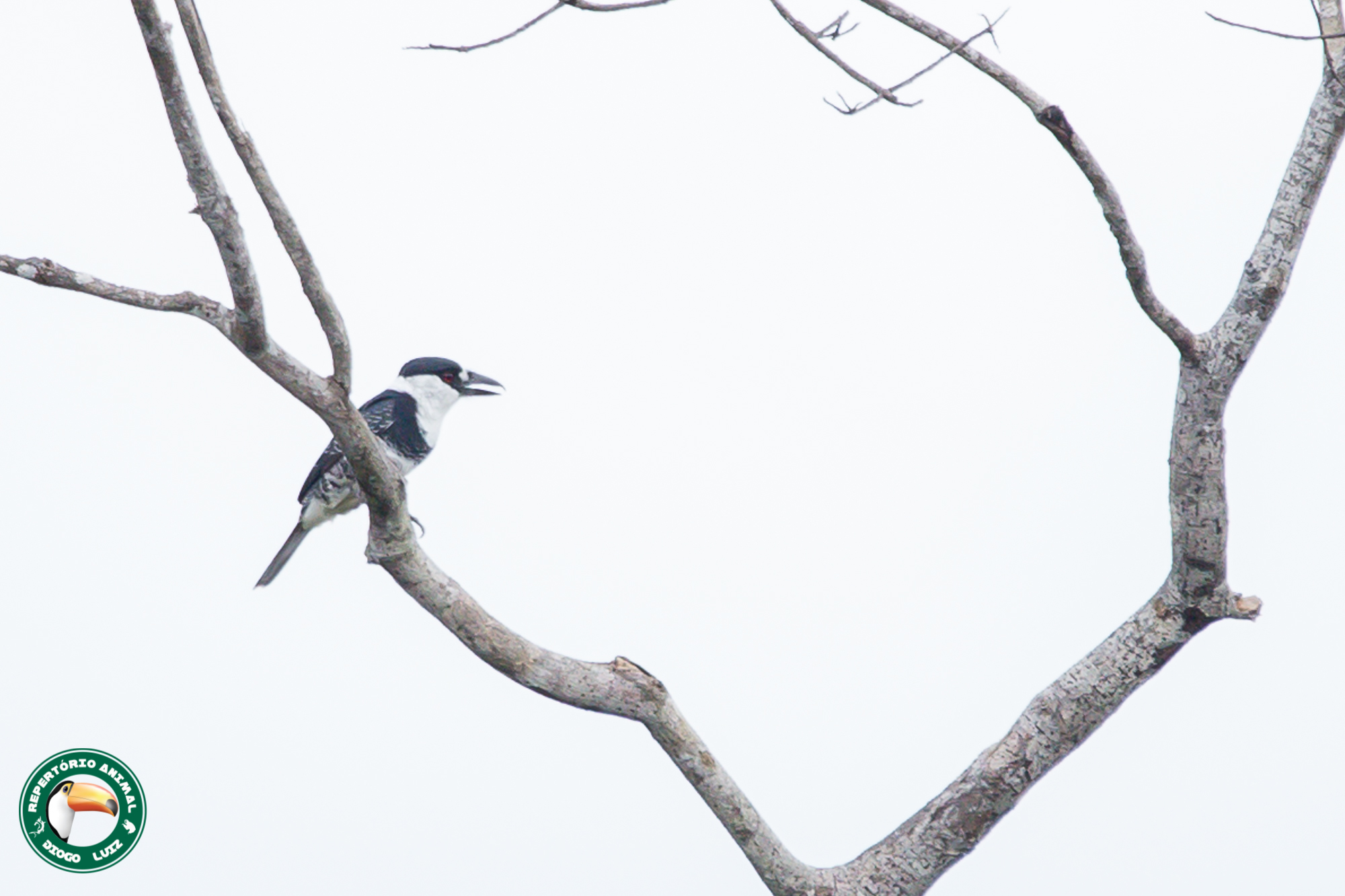 Guianan Puffbird (Notharchus macrorhynchos), photo 5