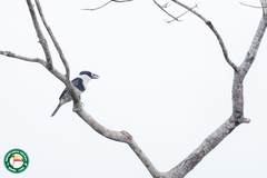 Notharchus macrorhynchos