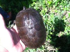 Kinosternon herrerai