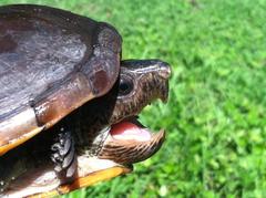 Kinosternon herrerai