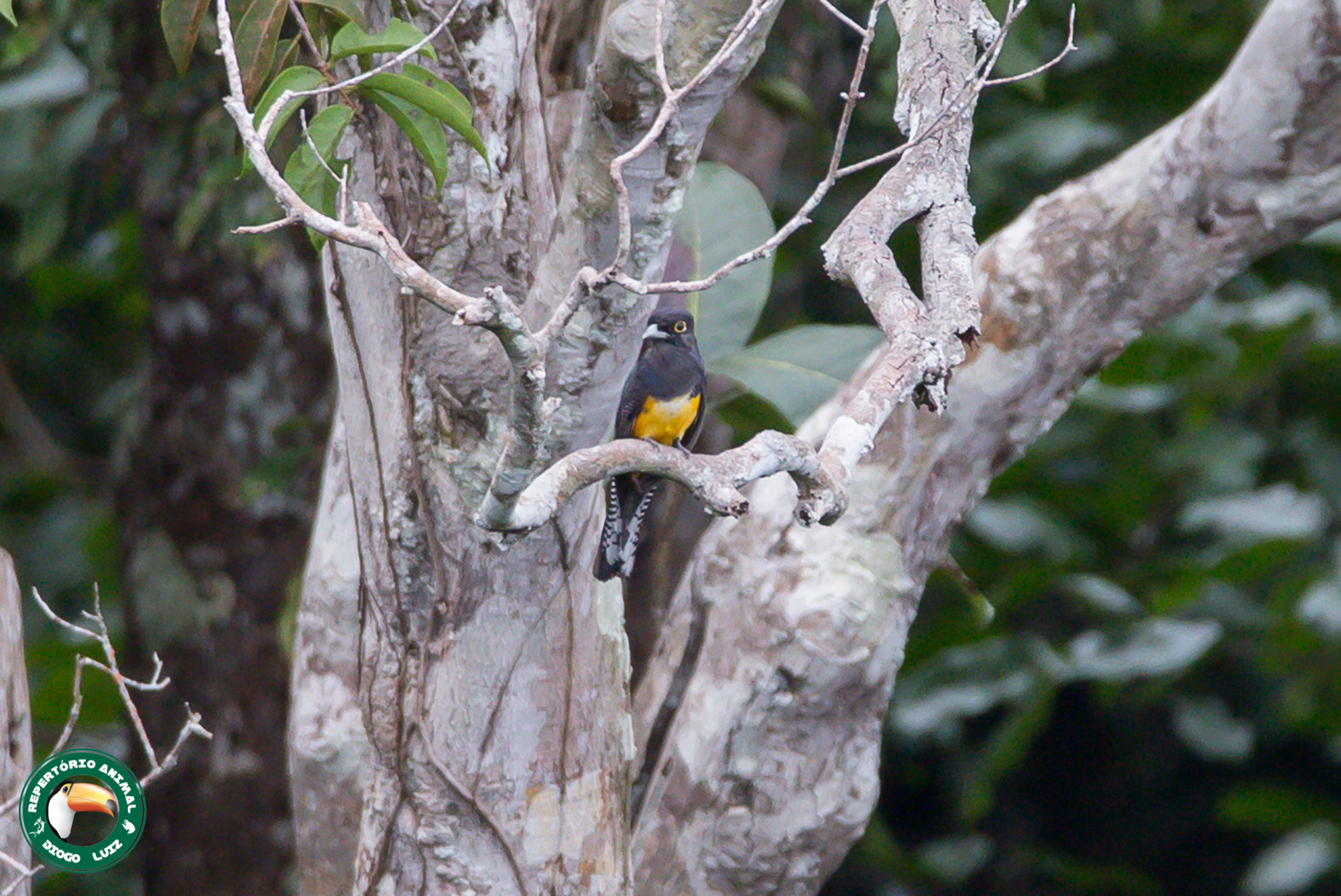 Guianan Trogon (Trogon violaceus), photo 5