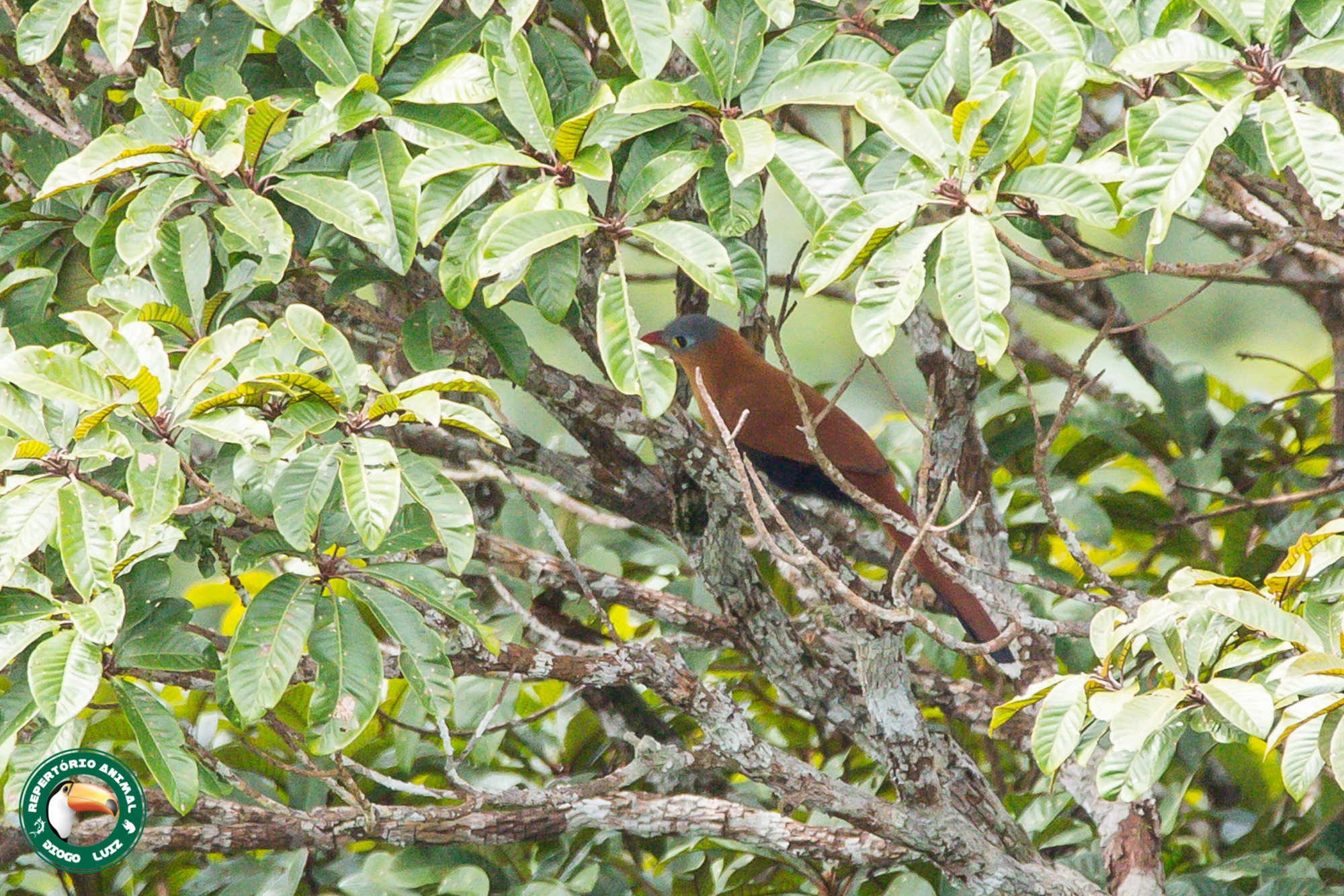 Black-bellied Cuckoo (Piaya melanogaster), photo 8