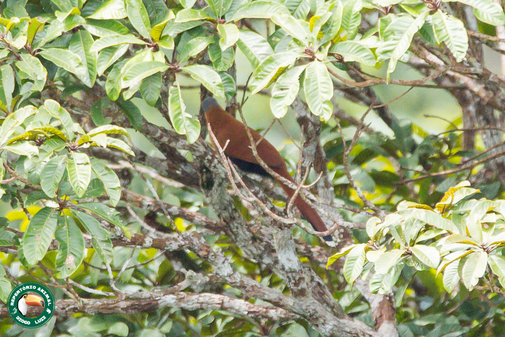 Black-bellied Cuckoo (Piaya melanogaster), photo 9