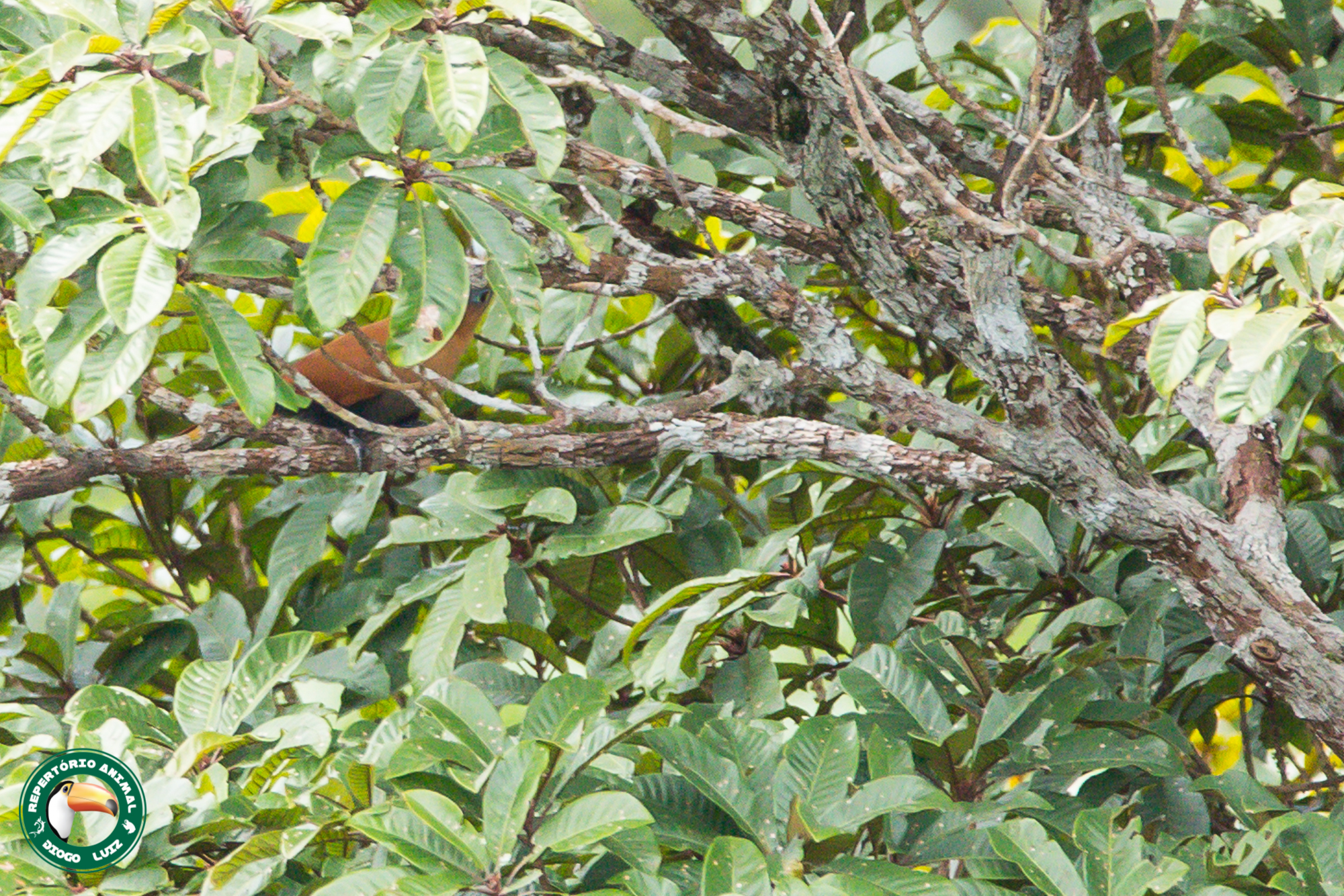 Black-bellied Cuckoo (Piaya melanogaster), photo 10