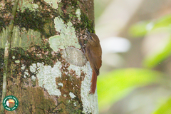 Glyphorynchus spirurus