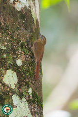 Glyphorynchus spirurus