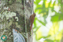 Glyphorynchus spirurus